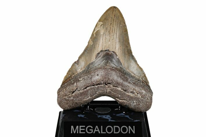 Fossil Megalodon Tooth - North Carolina #201928